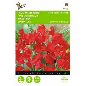 Buzzy® Lathyrus, Reuk- of siererwt Royal Family Scarlet - afbeelding 1