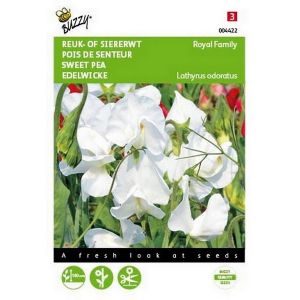 Buzzy® Lathyrus, Reuk- of siererwt Royal Family Wit - afbeelding 1