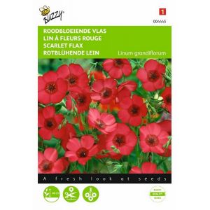 Buzzy® Linum, roodbloeiende Vlas - afbeelding 1