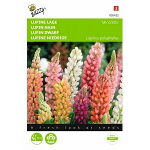 Buzzy® Lupinus, lage Lupine Minarette - afbeelding 1