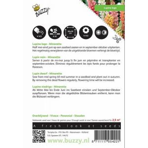 Buzzy® Lupinus, lage Lupine Minarette - afbeelding 2