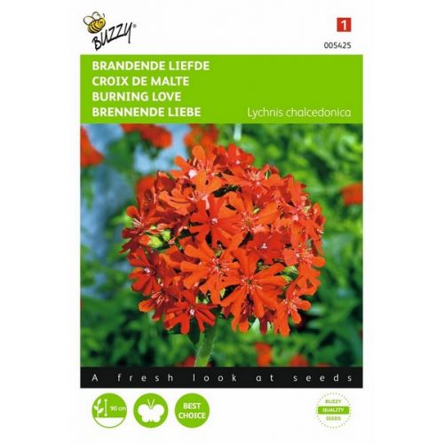Buzzy® Lychnis, Brandende Liefde - afbeelding 1