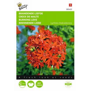Buzzy® Lychnis, Brandende Liefde