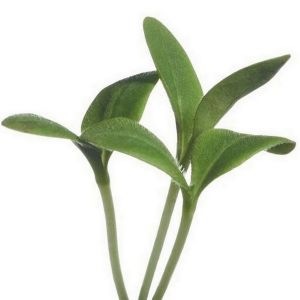 Buzzy® Microgreens Borage - afbeelding 2