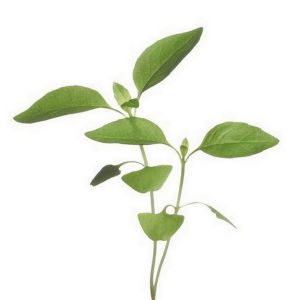 Buzzy® Microgreens Citroenbasilicum - afbeelding 1