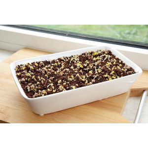 Buzzy® Microgreens Dish Daikon Radijs (6) - afbeelding 1