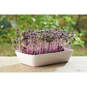 Buzzy® Microgreens Dish Daikon Radijs (6) - afbeelding 3