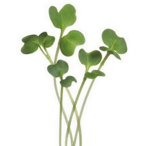 Buzzy® Microgreens Mizuna green - afbeelding 2
