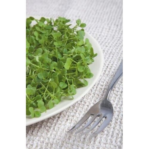 Buzzy® Microgreens Tatsoi - afbeelding 3