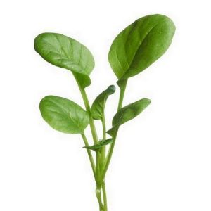 Buzzy® Microgreens Tatsoi - afbeelding 2