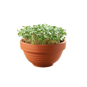 Buzzy® Microgreens Terra Schaaltje Boerenkool - afbeelding 3