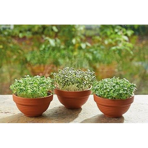 Buzzy® Microgreens Terra Schaaltje Rode Mizuna - afbeelding 1