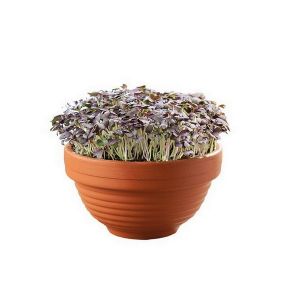Buzzy® Microgreens Terra Schaaltje Rode Mizuna - afbeelding 4