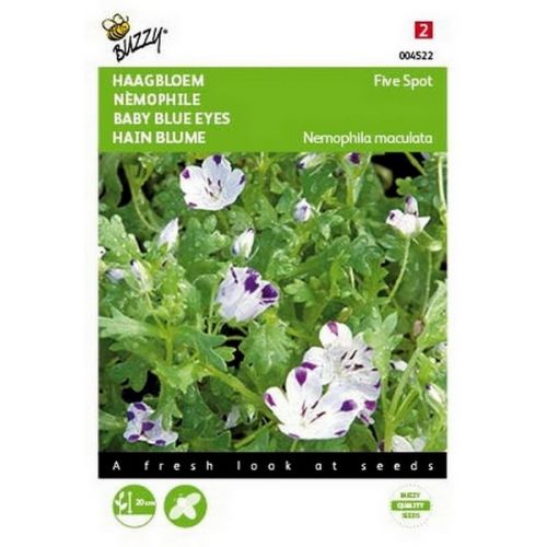 Buzzy® Nemophila, Haagbloem Five spot - afbeelding 1