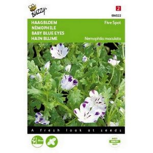 Buzzy® Nemophila, Haagbloem Five spot - afbeelding 1