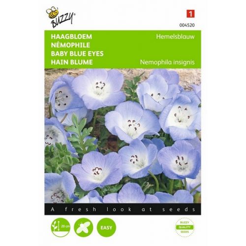 Buzzy® Nemophila, Haagbloem Hemelsblauw - afbeelding 1