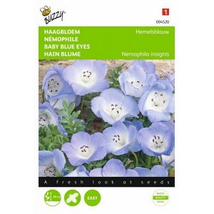 Buzzy® Nemophila, Haagbloem Hemelsblauw - afbeelding 4