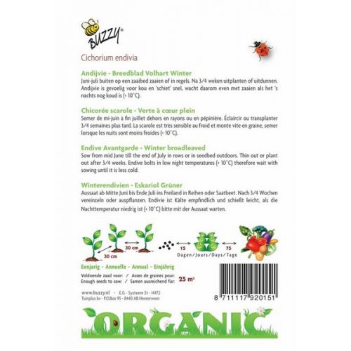 Buzzy® Organic Andijvie Breedblad Volhart Winter (BIO) - afbeelding 2