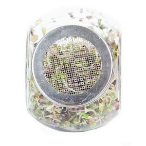 Buzzy® Organic Spruitgroente Pikante Salade glazen pot (6) - afbeelding 5