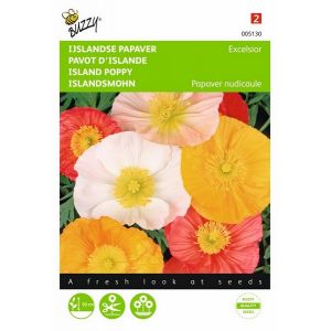 Buzzy® Papaver, IJslandse Excelsior gemengd - afbeelding 1