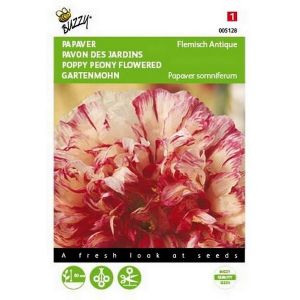 Buzzy® Papaver, Slaapbol Flemish Antique - afbeelding 1
