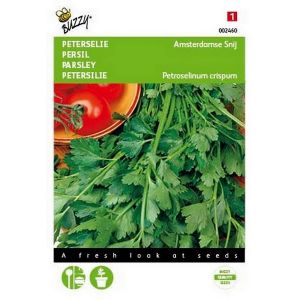 Buzzy® Peterselie Amsterdamse Snij - afbeelding 1