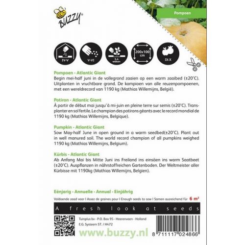 Buzzy® Pompoen Atlantic Giant - afbeelding 2