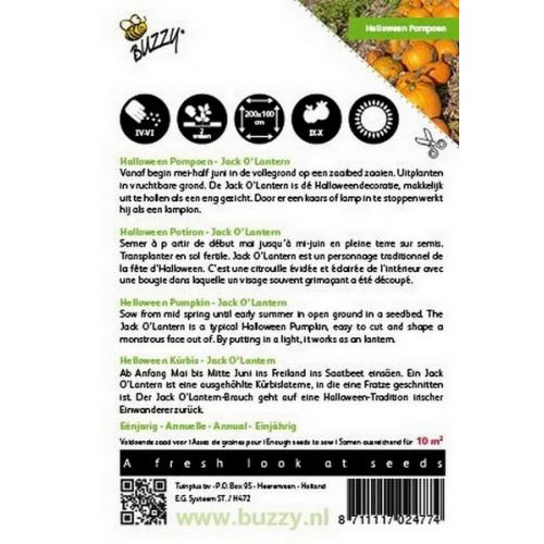 Buzzy® Pompoenen Jack O'Lantern (Cucub.Pepo) - afbeelding 2