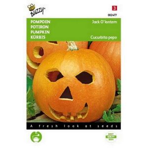 Buzzy® Pompoenen Jack O'Lantern (Cucub.Pepo) - afbeelding 1