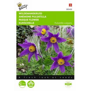 Buzzy® Pulsatilla, Wildemanskruid - afbeelding 1