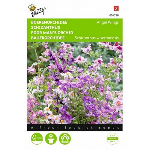 Buzzy® Schizanthus, Boerenorchidee Angel Wings - afbeelding 1