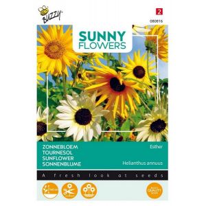 Buzzy® Sunny Flowers, Zonnebloem Esther - afbeelding 1