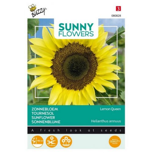 Buzzy® Sunny Flowers, Zonnebloem Lemon Queen - afbeelding 1