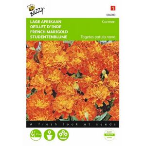 Buzzy® Tagetes, lage Afrikaan Carmen - afbeelding 1