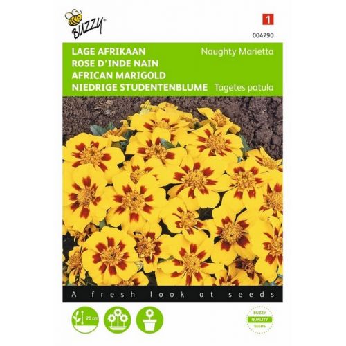 Buzzy® Tagetes, lage Afrikaan NaugHortitopsy Marietta - afbeelding 1