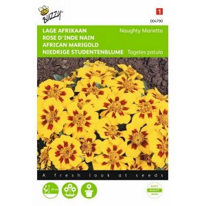 Buzzy® Tagetes, lage Afrikaan NaugHortitopsy Marietta - afbeelding 1