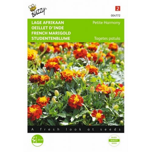 Buzzy® Tagetes, lage Afrikaan Petite Harmony - afbeelding 1
