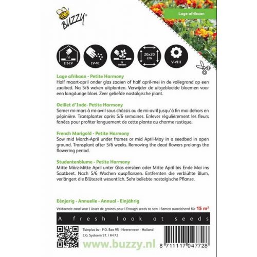Buzzy® Tagetes, lage Afrikaan Petite Harmony - afbeelding 2