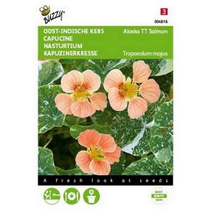 Buzzy® Tropaeolum, Oost-indische kers Alaska TT Salmon - afbeelding 1