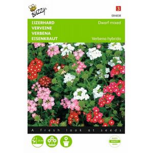 Buzzy® Verbena, IJzerhard compact kleurenmengsel - afbeelding 1
