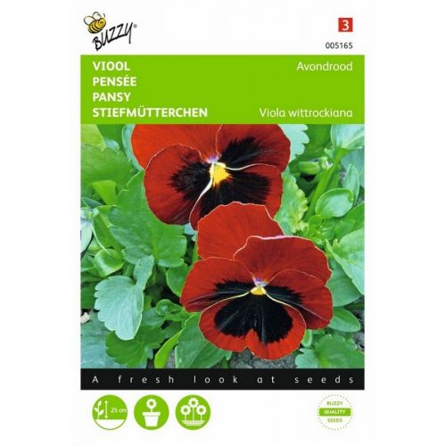 Buzzy® Viola, Viool Avondrood - afbeelding 1