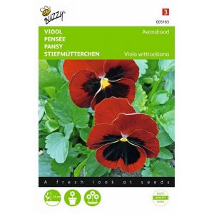 Buzzy® Viola, Viool Avondrood - afbeelding 1