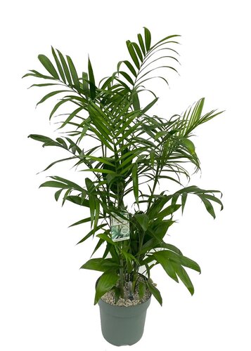 Chamaedorea Seifrizii - afbeelding 1
