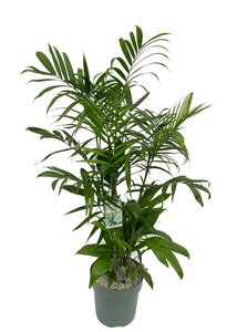 Chamaedorea Seifrizii - afbeelding 1