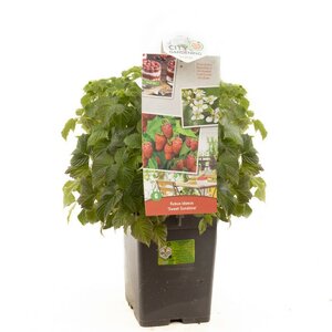 Compacte zomerframboos Rubus idaeus Sweet Sunshine
