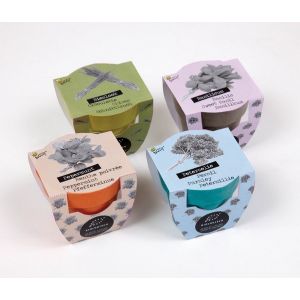 Display Buzzy® Bamboe Groeicadeau Bio Koriander  (30) - afbeelding 3