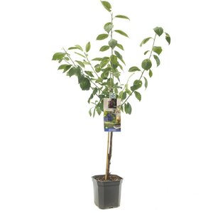 Donkerblauwe pruim Prunus dom. Bleue de Belgique laags