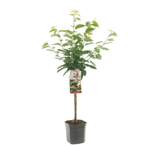 Donkerrode kers Prunus avium Kordia laagstam