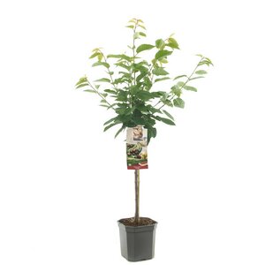 Donkerrode kers Prunus avium Kordia laagstam