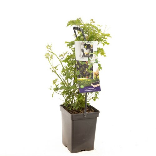 Doornloze braam Rubus frut. Thornl Evergreen - draa